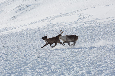 Two reindeers run through the snowの写真素材