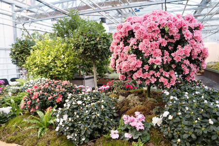 Large flowering azaleas in the conservatoryの写真素材