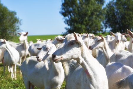 Herd of goats grazing on green grassの写真素材