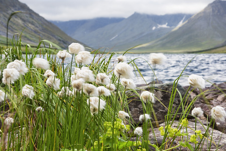 Cotton grass against the backdrop of mountains and lakes, Polar Urals, Russia, Yamal.の写真素材