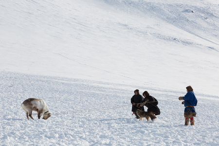 RUSSIA, YAMAL - MARCH 16, 2018: Reindeer herders catching deerのeditorial素材