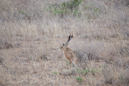 The hare is sitting among the withered grass