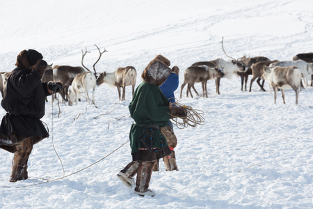Nenets reindeer mans catches reindeers on a sunny winter dayの写真素材