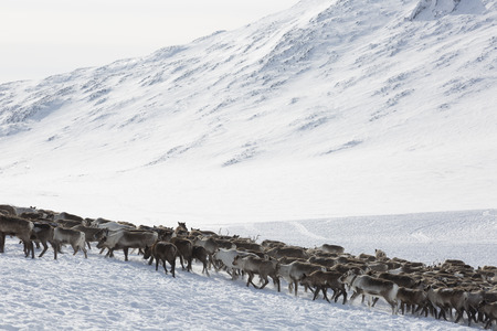 Several reindeers in winter, Yamal, Russiaの写真素材