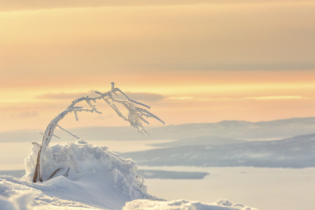 Little tree covered with hoarfrost in sunsetの写真素材