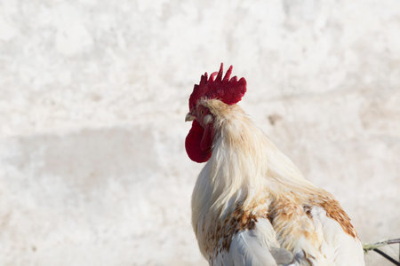 Big white cock with red scallop close-up