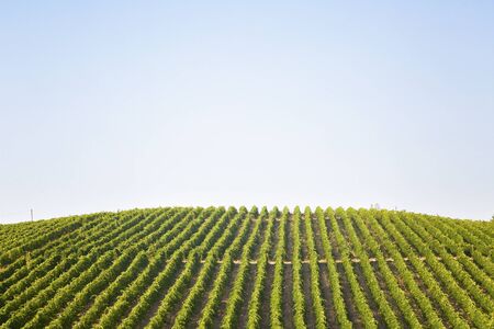 Vineyard against the blue sky, top viewの写真素材