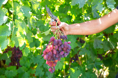 Cut ripe grape brush in hand