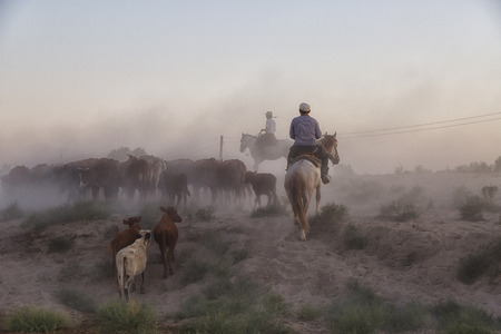 Shepherds drive a herd of cows along a dusty road at sunsetのeditorial素材