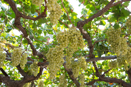 Autumn harvest of grapes close up in summer day