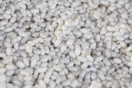 Silkworm cocoons from which silk thread is obtainedの写真素材