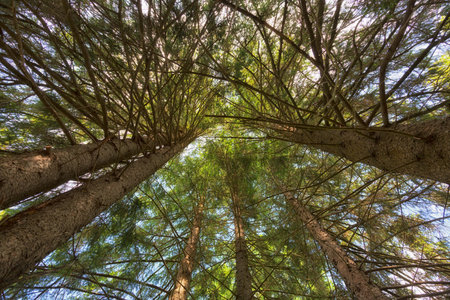 Pine forest on a summer day. Bottom shooting