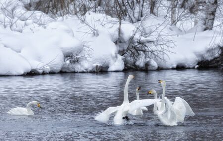 Two swans are preparing for a fightの写真素材