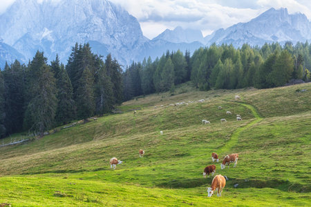 Herd of cows in a meadow in the Alps , Italy