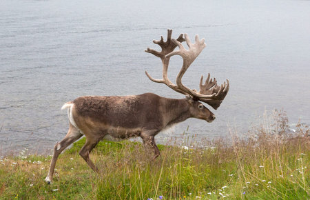 Deer with beautiful horns stands on the banks of the river, Norwayの写真素材