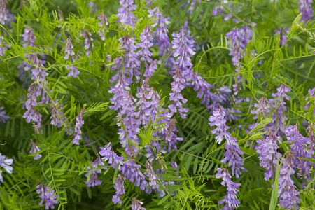 Blooming Vicia cracca on a summer sunny dayの写真素材