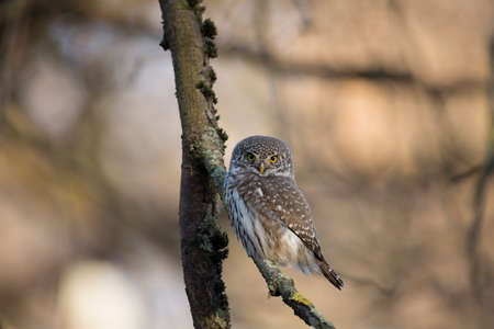 Eurasian pygmy owl sitting on a tree branchの写真素材