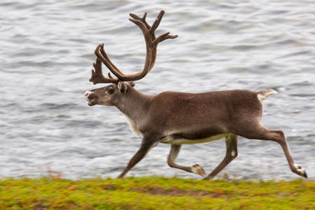 Deer with beautiful horns run on the banks of the river, Norwayの写真素材