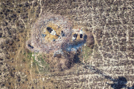 white storks on the nest, shooting from a quadrocopterの写真素材