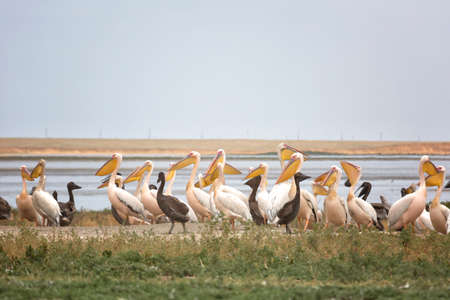 Pink pelicans with chicks on the shore of Lake Manich-Gudilo in Kalmykia, Russiaの写真素材