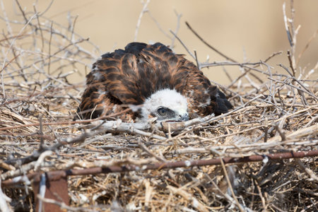 Steppe eagle chick in the nest