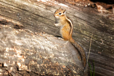 Chipmunk sits on a log. Russia, Buryatiaの写真素材