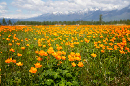 Blooming orange Trollius on the background of mountainsの写真素材