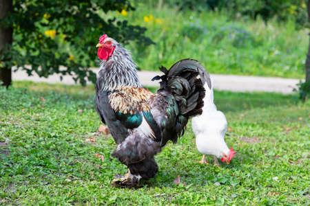 Large variegated rooster with a red comb and a white henの写真素材