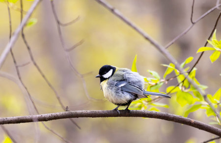 Great tit sits on a birch branch. Summer