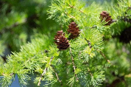 Spruce branches with cones on a sunny day