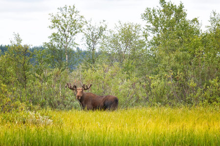 In the summer, the moose hides among the treesの写真素材