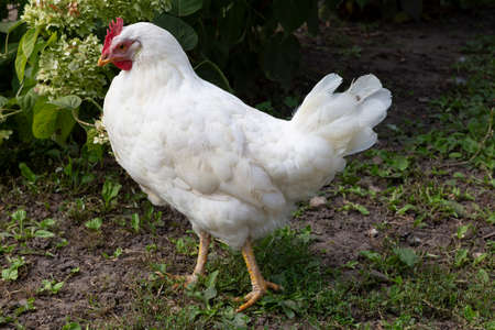White chicken walks around the yardの写真素材