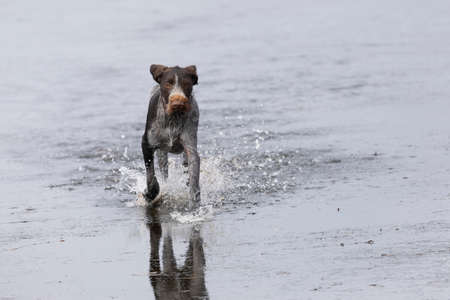 Young hunting dog running on waterの写真素材