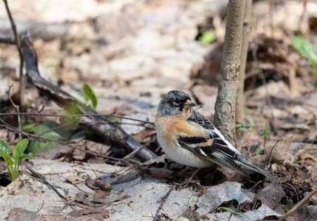 Brambling sits on a tree branch, close-upの写真素材