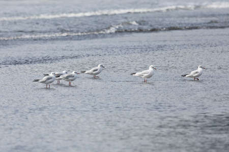 A small flock of Black-headed gull stands on the sand by the ocean, Kunashir Islandの写真素材