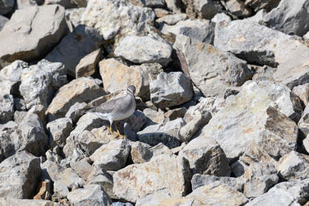 Gray-tailed tattler on gray stones, Kunashir islandの写真素材