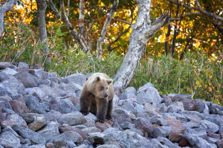 Brown bear walks over stonesの写真素材