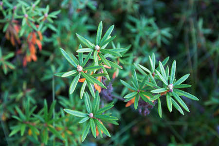 Marsh wild rosemary close-upの写真素材
