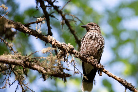 Spotted nutcracker sitting on a tree branchの素材 [FY310177432727]