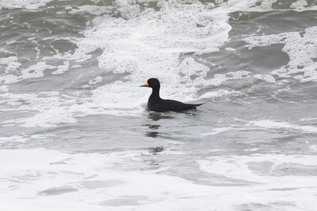 Black scoter bird sits on the water. South Kurils