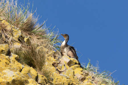 Young Japanese cormorant sitting on a rock on sunny dayの写真素材