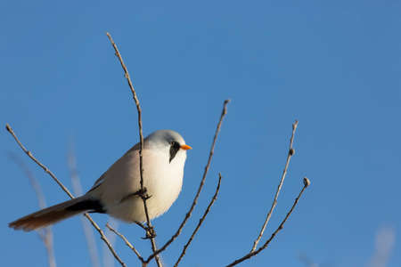 Bearded reedling sits on a branch on an autumn dayの写真素材