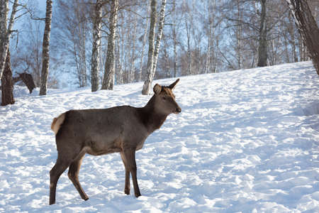 Red deer female in a pasture in winter, Altaiの写真素材