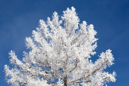 A tree covered with hoarfrost against a blue sky on a sunny dayの写真素材