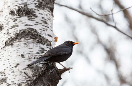 male blackbird sits on a branch in springの写真素材