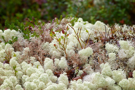 Reindeer moss and blueberry bushes close upの写真素材