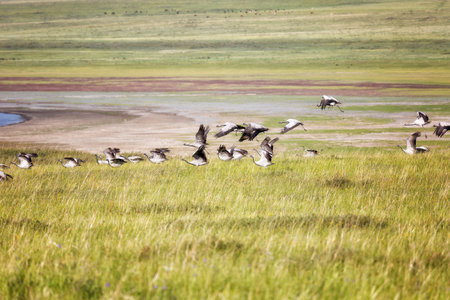 A flock of Demoiselle cranes flies over the steppe and lake