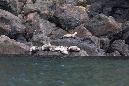 Anthurs or Steinger seals (Phoca vitulina stejnegeri) on Shikotan Island, South Kurilesの写真素材