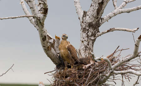 Grown-up buzzard chicks in the nestの写真素材