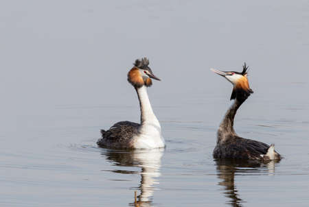 Two grebes at the beginning of the mating season on the lakeの写真素材